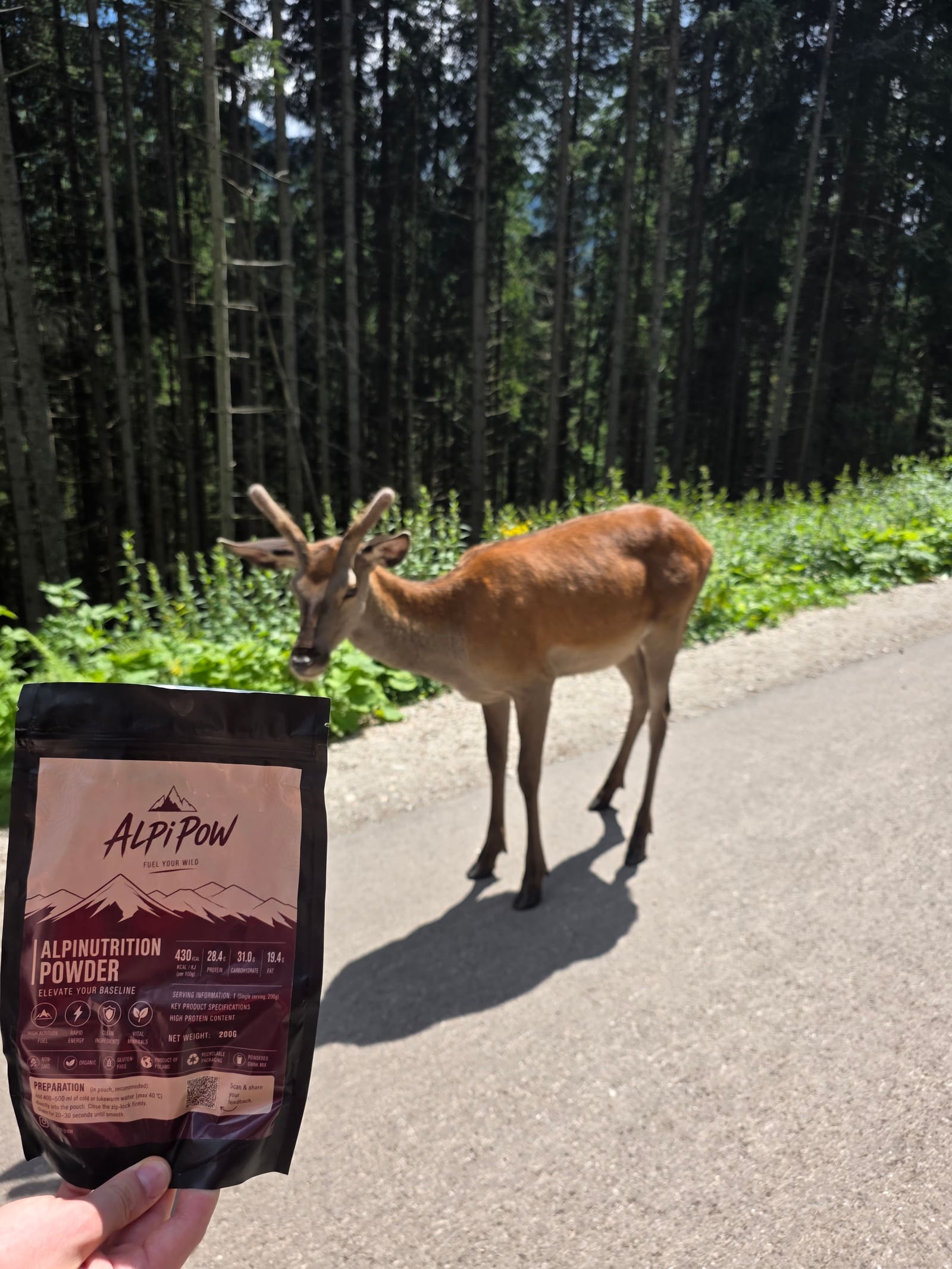 A red deer crossing the path ahead